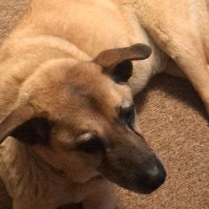 Meet your Posher, Laurie